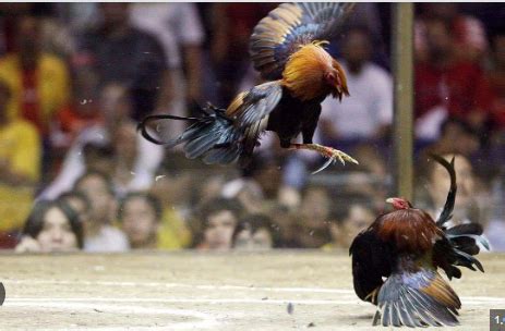 wwwsabong international.com|Sabong International: Experience the Online Cockfighting .